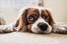 Ανακαλύφθηκε νέος κορωνοϊός σε σκύλους- Εξετάζεται αν μεταδίδεται και στους ανθρώπους