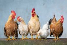 ΗΠΑ «Μην αγκαλίαζετε ή φιλάτε τα πουλερικά σας» προειδοποιούν οι αρχές δημόσιας υγείας μετά την έκρηξη κρουσμάτων σαλμονέλας 
