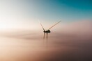 Γνώρισε από κοντά τους Πρεσβευτές του EcoFest 2021 στις 4, 5 και 6 Ιουνίου στην Πλατεία Νερού στην Καλλιθέα