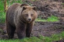 Βρετανία: Θανάτωσαν δύο αρκούδες ζωολογικού κήπου που βγήκαν από το κλουβί τους 