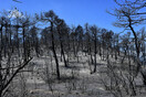 Πυρκαγιά στα Γεράνεια Όρη: Στάχτη πάνω από 71.000 στρέμματα γης - «Ακραία η συμπεριφορά της φωτιάς»