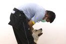 Εκπαιδευμένα σκυλιά μπορούν να εντοπίσουν ανθρώπους θετικούς στον κορωνοϊό 