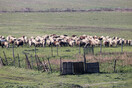 Βόλος: Βλήματα από στρατιωτική άσκηση έπεσαν χιλιόμετρα μακριά και σκότωσαν πρόβατα