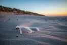 WWF: Χιλιάδες πλαστικά στις ελληνικές παραλίες - 925 σκουπίδια ανά 100 μέτρα