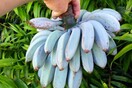 blue bananas