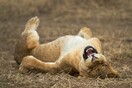 Hilarious Early Entries From the 2021 Comedy Wildlife Photography Awards