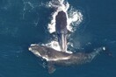 Οι φάλαινες του Βόρειου Ατλαντικού μικραίνουν σε μέγεθος λόγω των αλιευτικών εργαλείων