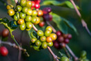 Coffee Berry: Η νέα σειρά βιολογικών καφέδων είναι το καθημερινό μου ραντεβού με την απόλαυση