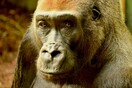 Οι μεγάλοι πίθηκοι θα χάσουν το 90% των εδαφών τους στην Αφρική ως το 2050, σύμφωνα με έρευνα