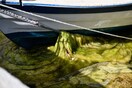 «Πράσινη παλίρροια» στο λιμάνι της Πρέβεζας- Πώς εξηγείται το φαινόμενο
