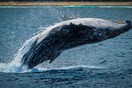 Μεγάπτερη φάλαινα έφτυσε ψαρά αφού πρώτα «προσπάθησε να τον καταπιεί»