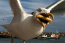 Google buys photographer's shot of seagull eating a chip