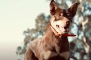 Αυστραλιανό Κέλπι πουλήθηκε σε τιμή ρεκόρ 27.000 δολαρίων σε δημοπρασία