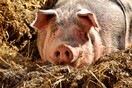Κίνα: Πέθανε το γουρούνι «σύμβολο σθένους» που έζησε 36 μέρες στα συντρίμμια - Μετά από σεισμό 