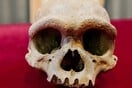 Dragon Man: Ένα εντυπωσιακό κρανίο που δεν ανήκει σε Homo Sapiens αλλάζει τα δεδομένα της ανθρώπινης εξέλιξης