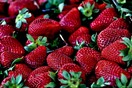 Νέα ποικιλία φράουλας υπόσχεται απίστευτη γεύση και καρποφορεί όλο το καλοκαίρι 