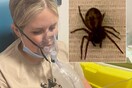 Ουαλία: 18χρονη κατέληξε στο χειρουργείο έπειτα από τσίμπημα «τεράστιας» αράχνης