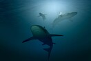 Οι καρχαρίες ταύροι μπορούν να αναπτύξουν «φιλίες» μεταξύ τους