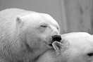 Κλιματική αλλαγή: Ευάλωτο στην υπερθέρμανση το «τελευταίο καταφύγιο» των πολικών αρκούδων
