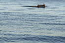 Θεσσαλονίκη: Δελφίνια έκαναν την εμφάνισή τους στην παραλία - «Συντροφιά στους κωπηλάτες»