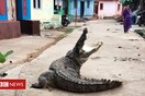 Κροκόδειλος «τρομοκράτης» σε χωριό της Ινδίας - Περιφερόταν ατάραχος για ώρα στους δρόμους 