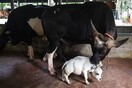 Μπαγκλαντές: Η αγελάδα νάνος Dwarf cow Rani finds fame 