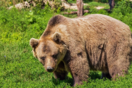 ΗΠΑ: Αρκούδα τράβηξε γυναίκα από τη σκηνή της σε κάμπινγκ και τη σκότωσε