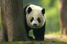 Κίνα: Εκτός λίστας «απειλούμενων ειδών» τα γιγάντια πάντα - «Παραμένουν ευάλωτα»