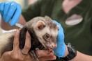 Ζωολογικοί κήποι εμβολιάζουν μαζικά ζώα κατά της Covid-19: «Ανησυχούμε τι θα απογίνουν αν μολυνθούν»