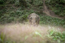Κίνα: Επιστροφή στο «σπίτι» για έναν από τους ελέφαντες της «περιπλανώμενης» αγέλης 