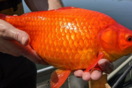 Giant goldfish problem in US lake prompts warning to pet owners