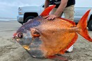 Πολύχρωμο, τροπικό ψάρι 45 κιλών ξεβράστηκε σε ακτή του Όρεγκον - «Το προλάβαμε πριν τα θαλασσοπούλια» 