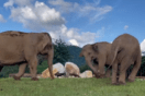Το συγκινητικό βίντεο με ελέφαντα που καθοδηγεί τον τυφλό «φίλο» του στο φαγητό τους 