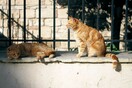 Η πρώτη προφυλάκιση για ζωοκτονία στην Ελλάδα- 23χρονος που σκότωσε γάτα