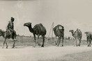 Kαμήλες στην Κομοτηνή