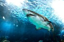Βίντεο: Φωτογράφος είδε με drone έναν καρχαρία να επιτίθεται σε δύτη και του έσωσε τη ζωή