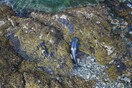 A orca was freed from a rocky coastline in Alaska after being stuck for hours