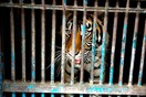 Τίγρεις της Σουμάτρας μολύνθηκαν από κορωνοϊό σε ζωολογικό κήπο στην Τζακάρτα (Φωτογραφίες)