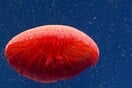 Stunning New Red Jellyfish Species Photographed in the Deep Sea