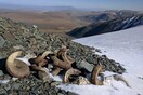 Μογγολία: Τα χιόνια έλιωσαν αποκαλύπτοντας λείψανα ζώων και εργαλεία από την εποχή του Χαλκού 