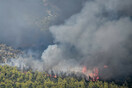 Μάχη με τις φλόγες στα Βίλια - Η φωτιά καίει παρθένο δάσος (ΕΙΚΟΝΕΣ)