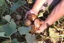 Πεπόνια «τσέπης» καλλιεργεί ένας παραγωγός από το Κιλκίς