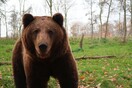 Καλιφόρνια: Κατέθεσε μήνυση επειδή τον τρόμαξε αρκούδα που κρυβόταν σε κάδο απορριμμάτων 