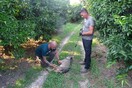 Ο «Αρκτούρος» απεγκλώβισε έναν λύκο από παγίδα για αγριόχοιρους (Βίντεο)