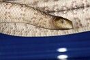 Θαλάσσια φίδια επιτέθηκαν σε επιστήμονες- Τους πέρασαν για σεξουαλικούς αντίζηλους