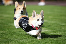 Το ESPN μετέδωσε live αγώνα ταχύτητας Corgi και στο Twitter οι αντιδράσεις ήταν οι αναμενόμενες 