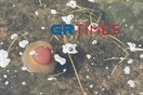 Θεσσαλονίκη: Μέδουσες «τηγανητό αυγό» στο Θερμαϊκό - Επιστήμονας εξηγεί το φαινόμενο (Εικόνες & Βίντεο)
