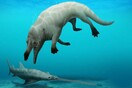 New species of ancient four-legged whale discovered in Egypt