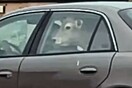 Πήγε σε φαστφουντάδικο με αγελάδα στο πίσω κάθισμα του αυτοκινήτου του (Βίντεο)
