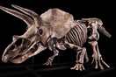 Σε δημοπρασία ο μεγαλύτερος σκελετός Τρικεράτοπα- Ποιος ήταν οι διάσημος «Big John»